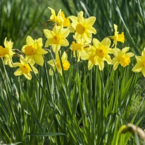 100 Daffodil Bulbs Bulk, Daffodil Bulbs For Fall Planting, Flowering Bulbs