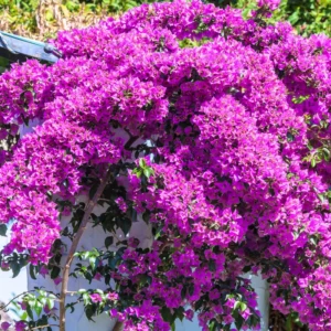 Bougainvillea Plants Live, Pack 2 Bougainvillea Plants From 5 Inches Tall No Pot, Live Ornamental Flower Plants For Outdoor Planting