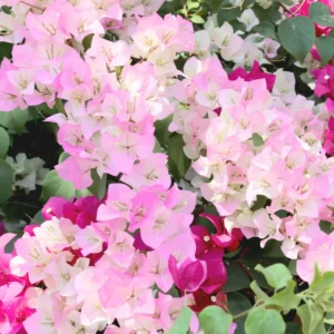 Bougainvillea Plants Live, Pack 2 Bougainvillea Plants From 5 Inches Tall No Pot, Live Ornamental Flower Plants For Outdoor Planting