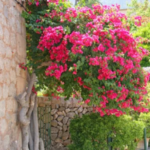 Bougainvillea Plants Live, Pack 2 Bougainvillea Plants From 5 Inches Tall No Pot, Live Ornamental Flower Plants For Outdoor Planting