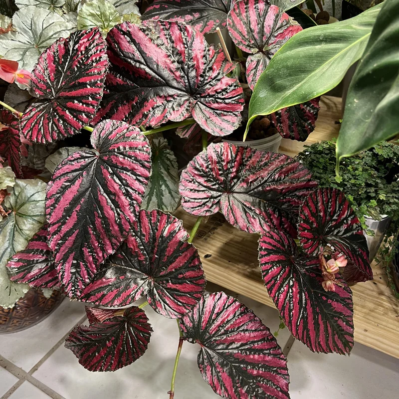 2 Rex Begonia Live Plants, Live Begonia House Plants, Live Plant 3 Inches Tall, Growing Well