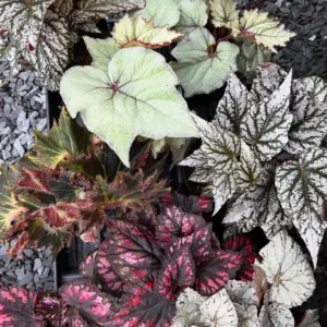 2 Rex Begonia Live Plants, Live Begonia House Plants, Live Plant 3 Inches Tall, Growing Well