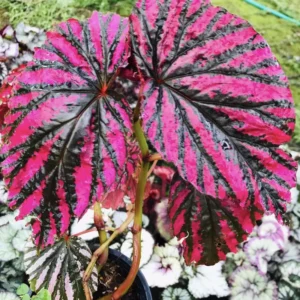 2 Rex Begonia Plants, Rare Begonias Live Plants, 4 Inches Tall Begonia Plants Live, House Live Plants