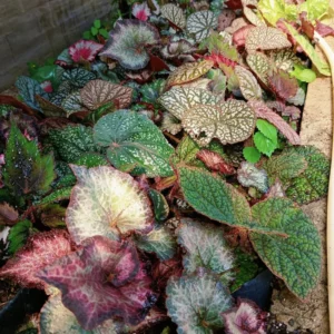 2 Rex Begonia Plants, Rare Begonias Live Plants, 4 Inches Tall Begonia Plants Live, House Live Plants