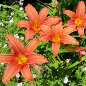 3 Daylily Bulbs, Daylily Bulbs For Planting, Daylilies Perennial Flower Bulbs