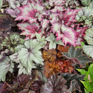 2 Rex Begonias Live Plants Indoor, Live Rare Begonias Plants 3 To 4 Inches Height Plants, Rare Plants For Indoor Planting