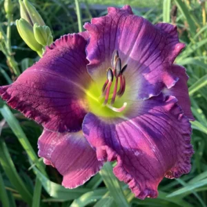 3 Daylily Bulbs, Daylily Bulbs For Planting, Daylilies Perennial Flower Bulbs