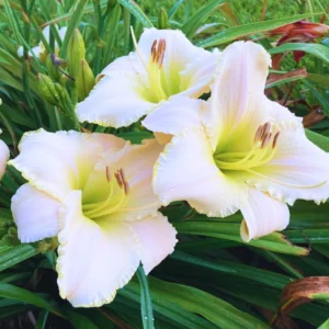 3 Daylily Bulbs, Daylily Bulbs For Planting, Daylilies Perennial Flower Bulbs