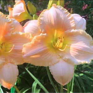 3 Daylily Bulbs, Daylily Bulbs For Planting, Daylilies Perennial Flower Bulbs