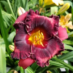 3 Daylily Bulbs, Daylily Bulbs For Planting, Daylilies Perennial Flower Bulbs