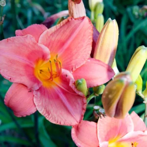 3 Daylily Bulbs, Daylily Bulbs For Planting, Daylilies Perennial Flower Bulbs