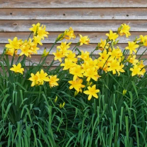 3 Daylily Bulbs, Daylily Bulbs For Planting, Daylilies Perennial Flower Bulbs