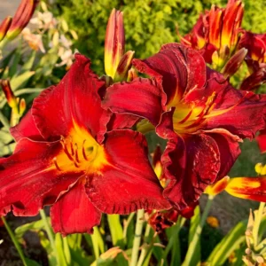 3 Daylily Bulbs, Daylily Bulbs For Planting, Daylilies Perennial Flower Bulbs