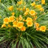 3 Daylily Bulbs, Daylily Bulbs For Planting, Daylilies Perennial Flower Bulbs