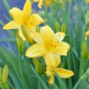 3 Daylilies Bulbs, Reblooming Daylilies Bulbs, Daylilies Perennial Bulbs