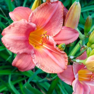 3 Daylilies Bulbs, Reblooming Daylilies Bulbs, Daylilies Perennial Bulbs