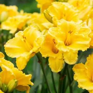 3 Daylilies Bulbs, Reblooming Daylilies Bulbs, Daylilies Perennial Bulbs