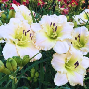 3 Daylilies Bulbs, Reblooming Daylilies Bulbs, Daylilies Perennial Bulbs