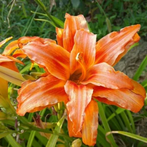 3 Daylilies Bulbs, Reblooming Daylilies Bulbs, Daylilies Perennial Bulbs