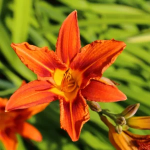 3 Daylilies Bulbs, Reblooming Daylilies Bulbs, Daylilies Perennial Bulbs