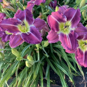 3 Daylilies Bulbs, Reblooming Daylilies Bulbs, Daylilies Perennial Bulbs