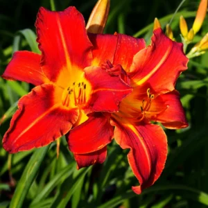 3 Daylilies Bulbs, Reblooming Daylilies Bulbs, Daylilies Perennial Bulbs