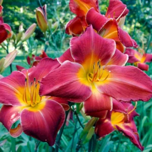 3 Daylilies Bulbs, Reblooming Daylilies Bulbs, Daylilies Perennial Bulbs