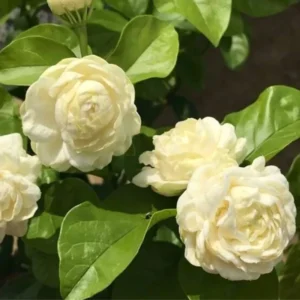 Grand Duke of Jasmine Plants - 4 to 6 Inches Tall, Blooming Indoor Jasmine Plant