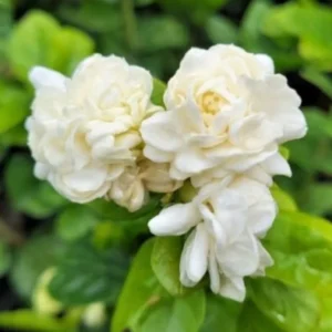 Grand Duke of Jasmine Plants - 4 to 6 Inches Tall, Blooming Indoor Jasmine Plant