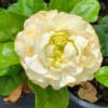 Grand Duke of Jasmine Plants - 4 to 6 Inches Tall, Blooming Indoor Jasmine Plant