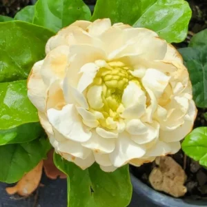 Grand Duke of Jasmine Plants - 4 to 6 Inches Tall, Blooming Indoor Jasmine Plant