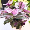 Wandering Jew Live Plant 2.5 Potted, Wandering Jew Live Plant Indoor, House Plant Indoors Live