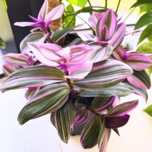 Wandering Jew Live Plant 2.5 Potted, Wandering Jew Live Plant Indoor, House Plant Indoors Live