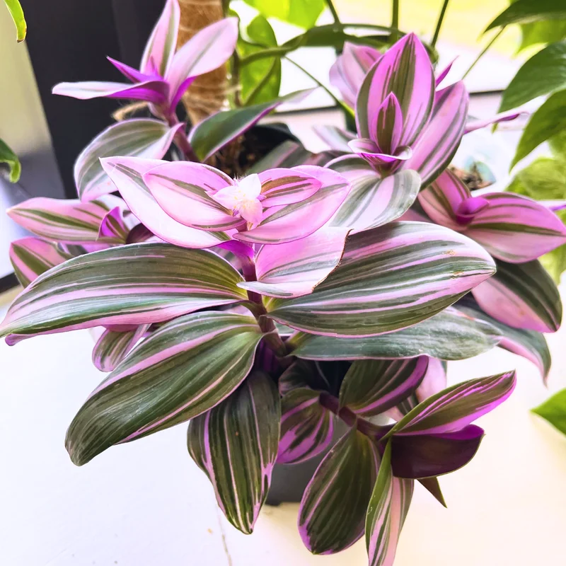 Wandering Jew Live Plant 2.5 Potted, Wandering Jew Live Plant Indoor, House Plant Indoors Live