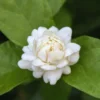 Jasmine Plant Indoor Live - 3 Grand Duke of Jasmine Plants, 4 to 6 Inches Tall