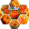 Ranunculus Bulbs For Fall Planting - 25 Ranunculus Corms, Blooming Perennial Flowers
