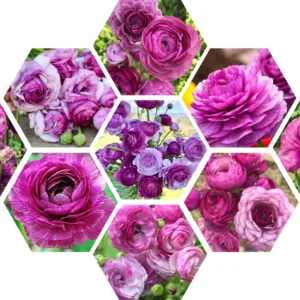 Ranunculus Bulbs For Fall Planting - 25 Ranunculus Corms, Blooming Perennial Flowers