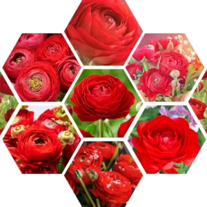 Ranunculus Bulbs For Fall Planting - 25 Ranunculus Corms, Blooming Perennial Flowers