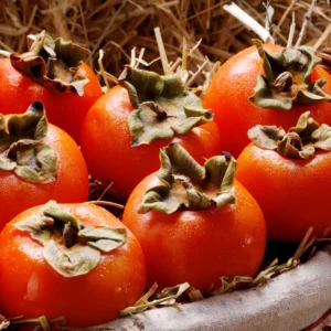 American Persimmon Tree Live Plant - 10 to 12 Inch Tall, Persimmon Fruit Tree for Planting, Hardy and Well-Rooted