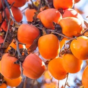 American Persimmon Tree Live Plant - 10 to 12 Inch Tall, Persimmon Fruit Tree for Planting, Hardy and Well-Rooted