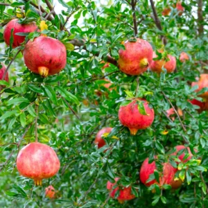 Wonderful Pomegranate Tree Live Plant - 10 to 12 Inches Tall, Pomegranate Fruit Tree or Bush, Perfect for Indoor or Outdoor Growing