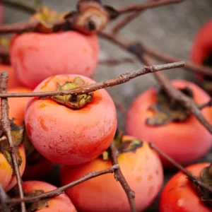 American Persimmon Tree Live Plant - 10 to 12 Inch Tall, Persimmon Fruit Tree for Planting, Hardy and Well-Rooted