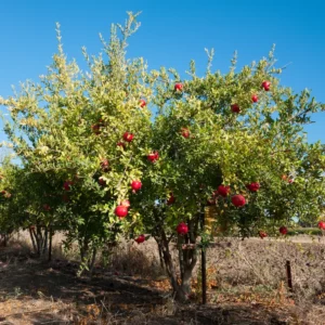 Wonderful Pomegranate Tree Live Plant - 10 to 12 Inches Tall, Pomegranate Fruit Tree or Bush, Perfect for Indoor or Outdoor Growing