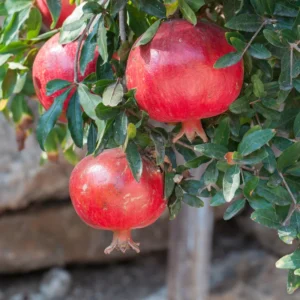 Wonderful Pomegranate Tree Live Plant - 10 to 12 Inches Tall, Pomegranate Fruit Tree Plant for Home Garden