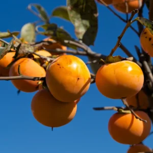 American Persimmon Tree Live Plant - 10 to 12 Inch Tall, Persimmon Fruit Tree for Planting, Hardy and Well-Rooted