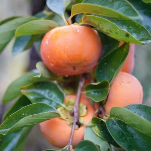 American Persimmon Tree Live Plant - 10 to 12 Inch Tall, Well-Rooted Persimmon Tree for Planting, Sweet Fruit-Bearing Tree, Suitable for Home Gardens, Hardy in Zones 5-9