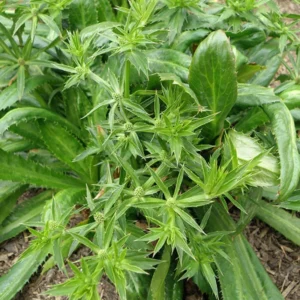 4 A clump of Culantro Plant Live, Recao Cilantro Plant - 6 to 8 Inch Tall, Well-Rooted Live Herb Plant, Fragrant Vegetable Plant