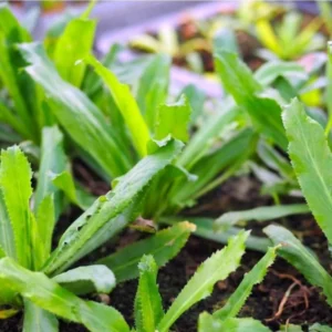 3 Culantro Plants Live, Recao Cilantro Plant - 6 to 8 Inch Tall, Well-Rooted Live Herb Plant, Not Seeds, Ready for Garden or Pot Planting
