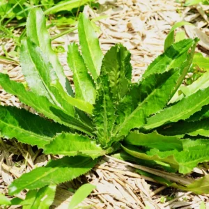 3 Culantro Plants Live, Recao Cilantro Plant - 6 to 8 Inch Tall, Well-Rooted Live Herb Plant, Not Seeds, Ready for Garden or Pot Planting