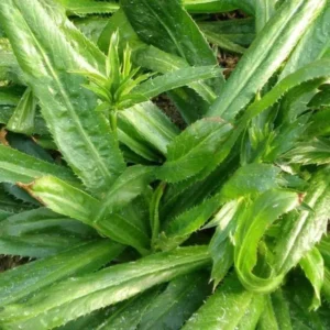 4 A clump of Culantro Plant Live, Recao Cilantro Plant - 6 to 8 Inch Tall, Well-Rooted Live Herb Plant, Fragrant Vegetable Plant